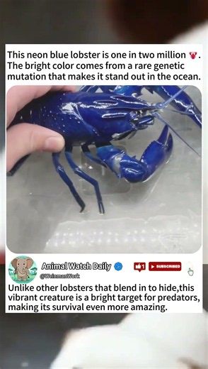 Rare Neon Blue Lobster Found: 1 in 2 Million #bluelobster #geneticmutation #wildlifefacts