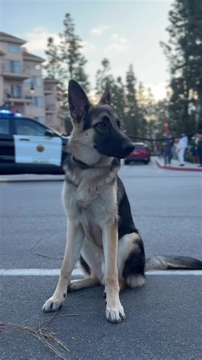 duty calls 🫡 🚔 #bruin #germanshepherd #dog #cops #goodboy | dog