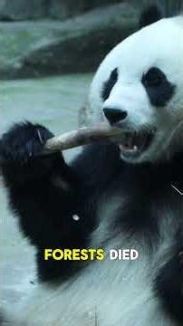 facts that u should know about panda🐼