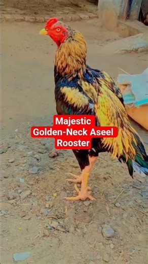 Asil Rooster – Strong & Majestic Gamefowl 🐓🔥‪@PetsBirdsWorld-q1c‬ #roosterfarm #aseelmurga #birds
