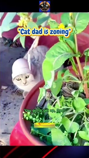 Alien Invasion? More Like Alien Wasp #funnycatvideo2025