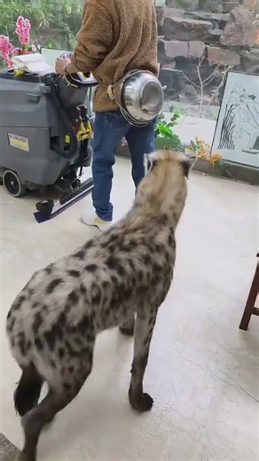 Adorable Zoo Animals Compilation