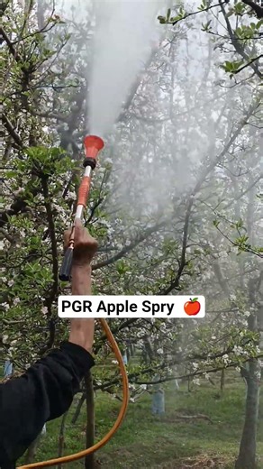 PGR Spray in Apple Trees | Complete Guide 🍎