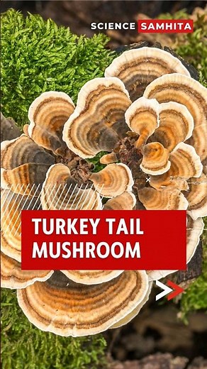 Discover the Amazing Benefits of Turkey Tail Mushroom #mushroom