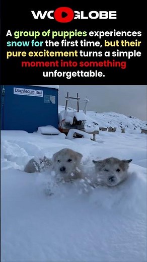 The Puppies See Snow for the First Time, Then PURE Joy Begins