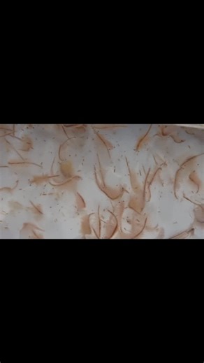 Live Fish Foods Sold Here! When it comes to feeding our fishy friends, there’s nothing better than live foods for many species of fish. Our staff are passionate and keen hobbyists who often aim to breed their fish, relying on live foods for conditioning breeding adults and to raise fry. In many cases, the survival of young fish is totally dependent on live foods! Thankfully, we receive weekly orders of top-quality live foods by our trusted suppliers. We routinely have a fridge overflowing with b