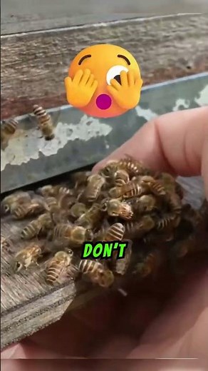 Bees Execute Their Queen 🐝☠️