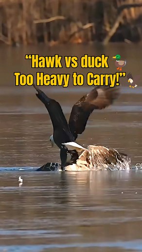 Hawk Tries to Lift a Heavy Duck from Water but Struggles Hard 🦅💦 #WildlifeBattle 🦅 #birding #HawkVsDuck 🦆 #birdlovers #NatureMoments #birdlife #viralreelsシ #birdsofinstagram | Bablu Patra