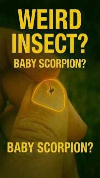 Tiny Clawed Insect Caught on Camera Nature’s Micro Predator#tinyinsect #naturecloseup #viralshorts