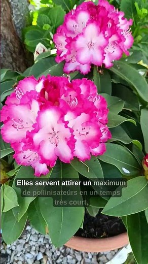 Rhododendrons in bloom: the trick for an explosion of color 🌺