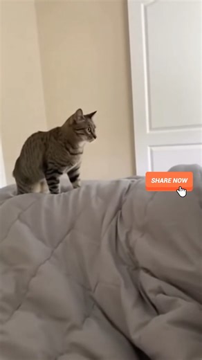 POV: Cat Planning His Revenge While You Sleep 😹 #FunnyCats #PetHumor #FunnyAnimals | Animal Stories
