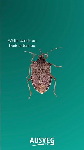 What is Brown Marmorated Stink Bug? (BMSB)