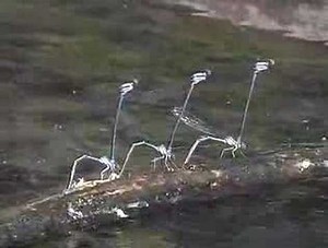 Damselfly Life Cycle