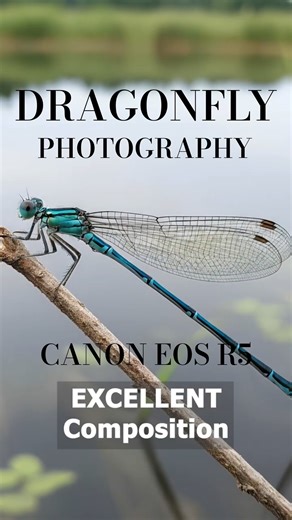 This Camera Captures Dragonflies Like Never Before!