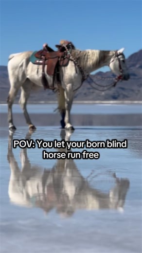 LES Haven Ranch on Instagram: "This is what Heaven feels like- flying by faith LES Haven is a nonprofit 501(c)3 EIN: 92-0264852 dedicated to giving blind horses a great quality life. Most blind horses are at risk of euthanasia or worse auction then sl@ughter. To help bring awareness, please like-comment-and share and if you have some spare change, please consider blessing our little blind herd and helping us continue to make an impact the lives of blind horses. Thank you! Links in bio to send a