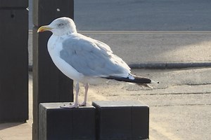 Brash, big, and bold, the herring gull has an eye for a chance when it comes to free, tasty titbits