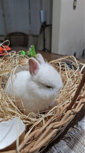 Netherland Dwarf baby rabbits. Happy Easter! #rabbit #bunny #rabbits #cute #animals #easter #meme