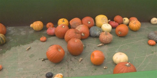 Conservation Nebraska and Smart Soil wraps up annual Pumpkin Composting Collection