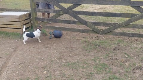 When you can fit under the gate but your ball can't