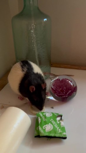 I’m a good mom I swear… sometimes the current will just blow the bedroom door open 😅 #RatMom #Rat #FancyRat #Trojan #naughty