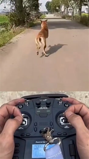 Funny Drone Prank With Dog 🤣 || Drone Prank Gone Wrong 🫣 || #shorts #drone #prank #funny #comedy