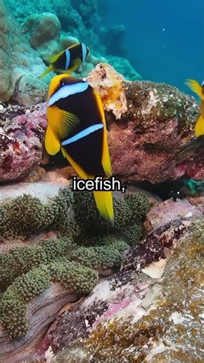 Incredible Antarctic Fish Survives Ice-Cold Waters