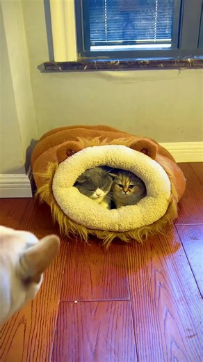 Funny Dog Farts on Cat Compilation