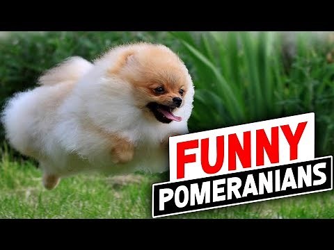 Pomeranian Dog : Funniest And Cutest Pomeranian Dog Videos Compilation