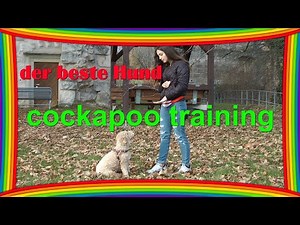Cockapoo Training - so geht es richtig - Leni lernt schnell - That's right - Leni learns fast, 4K