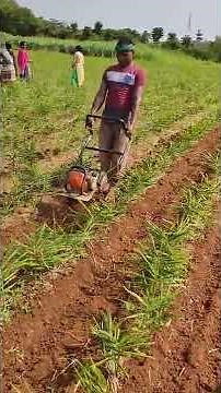 Ginger Cultivation Technique ( Ginger Farming in India short video ).