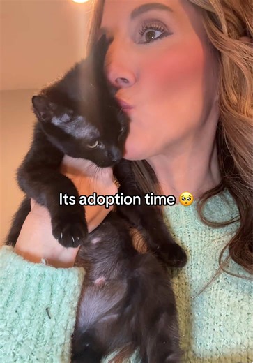 Adopt Sweet Kitties: Find Your Forever Friends