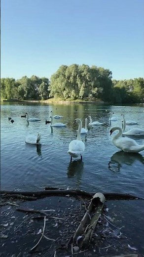 Majestic Swans on a Peaceful Lake 🦢