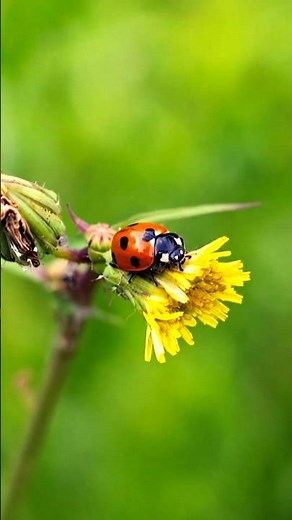 Ladybug: Nature's Tiny Garden Hero 🐞 | Amazing Macro Close-Up