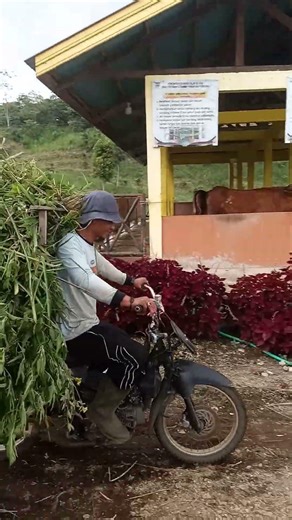 PROSES PENGANGKUTAN RUMPUT UNTUK TERNAK SAPI KAMI