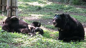 Moon bears Chi and Sunshine are loving life in our China sanctuary - still the only bear rescue centre in the country. Roll on the rest of the week! #MoonBearMonday | Animals Asia