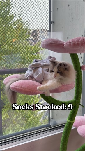 Stacking Socks on Mofu: A Cat's Playful Challenge