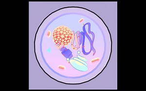 【blender科研绘图】动物细胞-三渲二