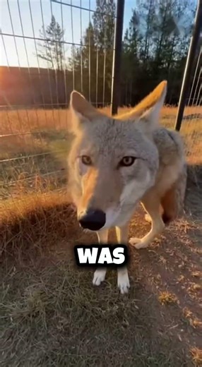 Coyote Ate My Chickens... So I Set A Trap