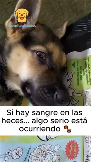 PERRITO CUIDADOS 🐶🐾🐕🦮🐕‍🦺🐩❤️ on Instagram: "Ver a un cachorro tan pequeño, tan vulnerable, con una vía puesta y sin fuerzas para levantarse… rompe el alma ❤️. Esa mirada perdida no es cansancio, no es “ha comido algo que le sentó mal”. Es su cuerpo apagándose para intentar defenderse de algo que avanza muy rápido. ¿Alguna vez has visto a un cachorro debilitarse en cuestión de horas? La gastroenteritis hemorrágica es así: aparece de golpe, con vómitos, diarrea líquida con sangre, deshidrata
