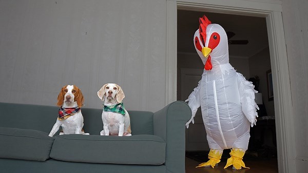 "Dog vs. Giant Chicken: Hilarious Prank with Maymo, Potpie & Penny"