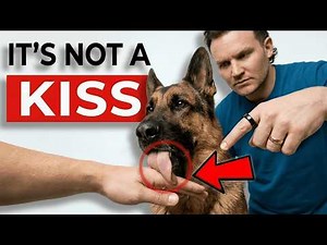 The Real Reason Your Dog Licks You (It's NOT What You Think!)