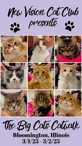 7.8K views · 143 reactions | The BIG CATS at the cat show in Bloomington, IL. ‍⬛. #mainecoon #norwegianforestcat #siberiancat | New Vision Cat Club | Facebook