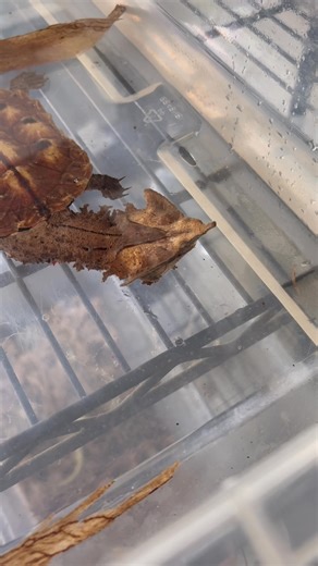 🐢 Don't blink 👀 you'll miss it 🐟 Mata Mata Turtle | Southern Reptiles