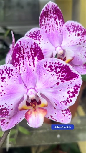 Couldn’t wait for the four end buds to open 🤩 #liubasorchids #flower #garden #orchid #fyp