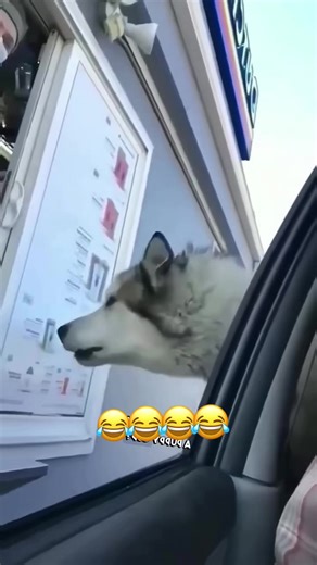 Funny Voiceover Moments with Dogs