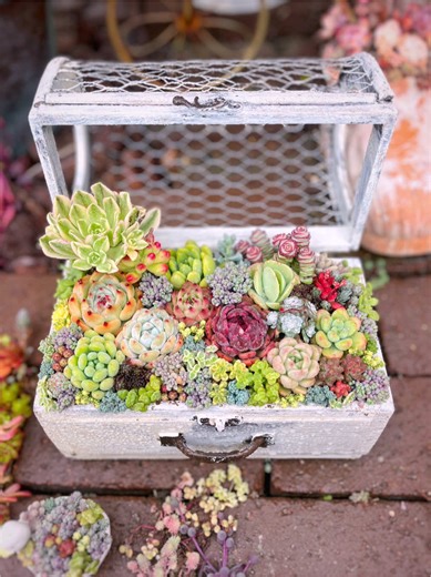 宝箱のような多肉寄せ植えのアイデア