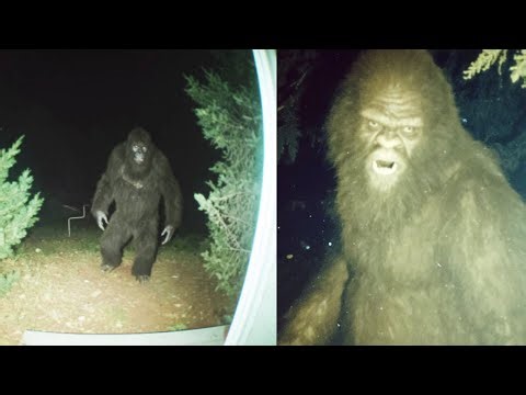 This Sasquatch Is Stalking The Woman's House Every Night - Sasquatch Encounter Story