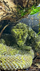 Protobothrops mangshanensis 🐍 Ejemplar integrado en un proyecto de investigación del CNAV (Centro Nacional de Animales Venenosos), basado en la extracción controlada de veneno con fines científicos y médicos. 🔬 Investigación aplicada al cáncer infantil 🧪 Desarrollo de antídotos específicos frente a mordeduras de serpientes venenosas Trabajo técnico, manejo especializado y ciencia real aplicada a la salud humana. #CNAV #ProtobothropsMangshanensis #InvestigaciónCientífica #VenenoConPropósito #C