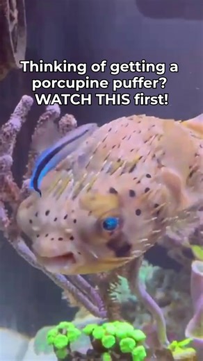 17K views · 81 reactions | Thinking of getting a porcupine puffer? WATCH THIS first! #PorcupinePuffer #PufferFish #FishTank #FishKeeping | SaltwaterAquarium.com | Facebook