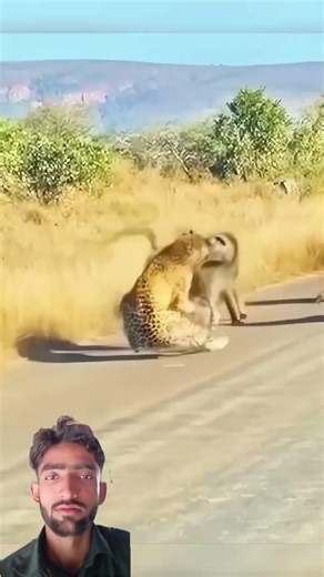 Heroic Alpha Baboon Saves His Group From a Leopard